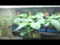 How To Grow Vegetable Seedling and Germinate Seeds Indoors With Amazing Results!