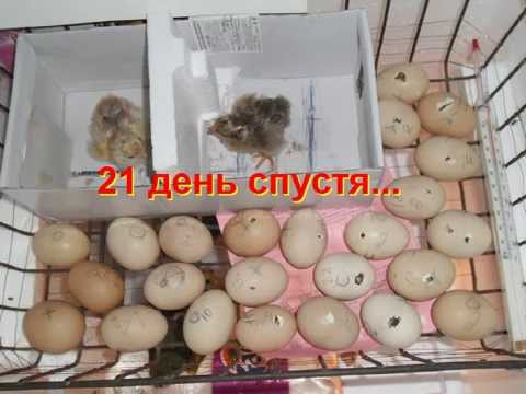 Как сделать инкубатор для одного яйца в домашних условиях
