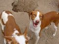 Pata: DUO-Ibiza Tierhilfe Tierschutz Tierheim Hund