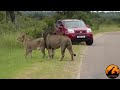 Lion Shows Tourists Why You Must Stay Inside Your Car - Latest Wildlife Sightings