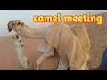 male and female camel meeting mating camel animals meeting mating season