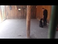 Maximus 7 months cane corso at training