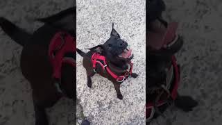 Patterdale Terrier Cross Jipp Looking Beautiful