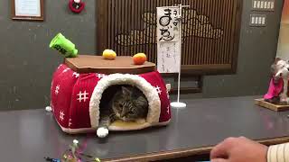 Kotatsu Table Cat