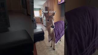 Deer Corethey Are Very Calm