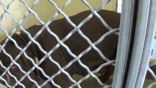 A4958341 Black And White Female Staffy