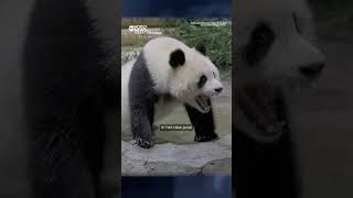 2 Giant Pandas Journey From China To New Home At National Zoo In Washington D.c.