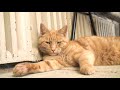 Louis the Wells Cathedral Cat