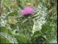 Edible & Medicinal Herbs 2 - Part 2 from herbaltransitions.com