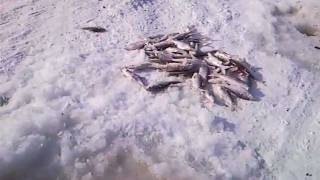 Рыбалка на Ейском Лимане(12.02.12)