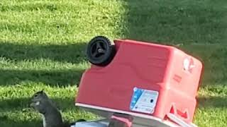 Quarentined Fun- How to get rid of Squirrels.