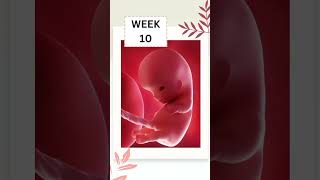 Watch Your Baby Growth Week 7 -13 Week By Week Pregnancy Tracker