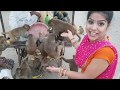 छम्मा का बन्दरो से प्यार , monkey lover chhama tiwari