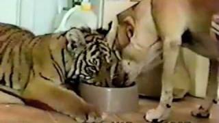 Dog And Tiger Play- Pettube