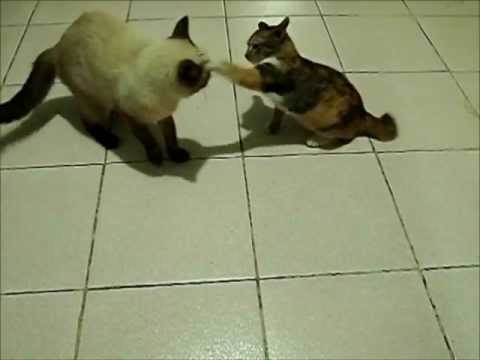 Siamese Vs. Japanese Bobtail