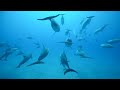 free diving