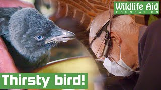 Trapped young bird is desperate for water!