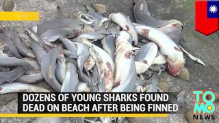Shark Corpses With Fins Cut Off Found Washed Up On Beach In Taiwan