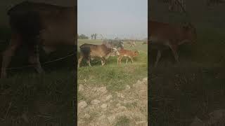 Cow Meeting Videos Amezing Big Bull And Small Cow Mating Successful Cow Crossing