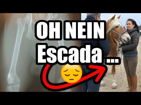 OH NEIN Escada ... Tierarzt-Ergebnis + Röntgenbilder