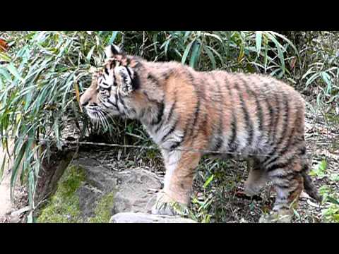 05-多摩動物公園の子トラ。Cute　Tiger Cubs．
