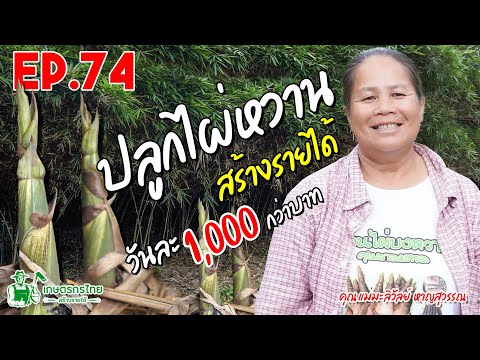 ปลูกไผ่หวาน สร้างรายได้ วันละ 1,000 กว่าบาท l Ep74 เกษตรกรไทย สร้างรายได้