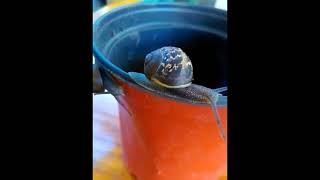 Turbo Snail In Action