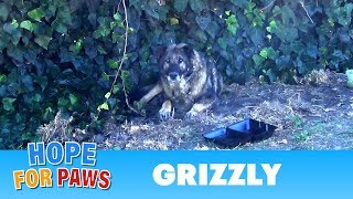 Senior German Shepherd abandoned by his owners. I just don't understand this behavior :-(
