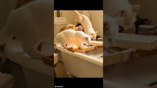 Cat Bath Fail When Your Best Intentions Leave You Drenched ,Have Fun