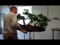 brazilian raintree