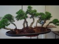 brazilian raintree