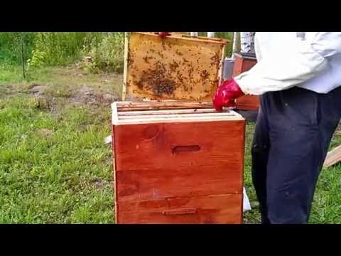 ловля бродячих пчелиных ловля бродячих пчелиных