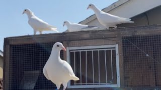 Loft Flying my White Racing Pigeons | Inserting Futurity Bands | New Young Birds