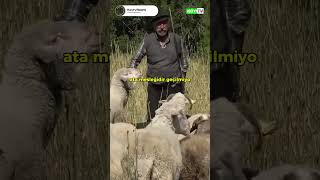 Dağlarda Son Çoban