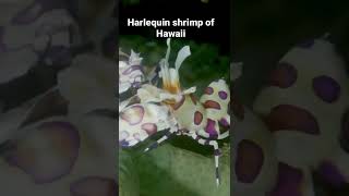 Harlequin shrimp of Hawaii #shorts