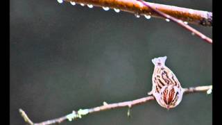 Watch Tift Merritt Six More Days Of Rain video