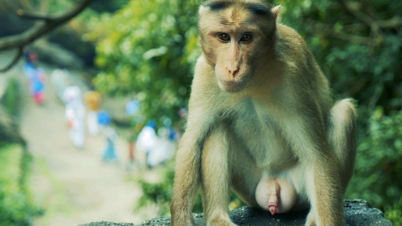 Chimp cock sucking