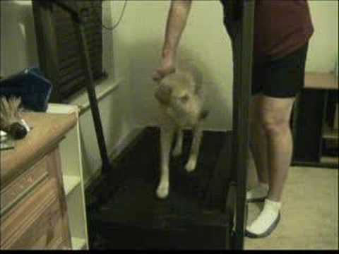 Goldendoodle Puppy Training goldendoodle puppies mn. Goldendoodle Puppy Training