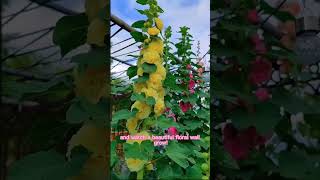 Double-Flowered Hollyhock