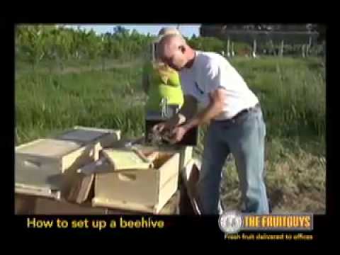 The Best Way to Set Up a Bee Hive