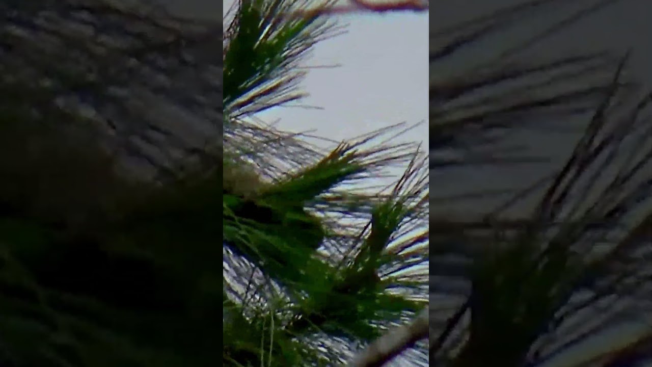 HUNTING SQUIRREL #pretty sniper #hunting HUNTING SQUIRREL #pretty sniper #hunting