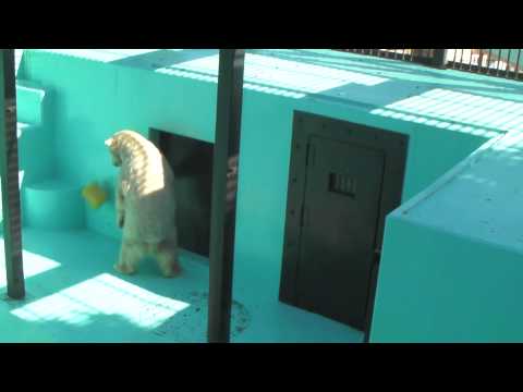 Polar Bear　20100227　イコロとキロル　黄色いガス管　～　帯広動物園5