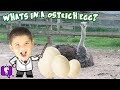 What's in a GIANT Ostrich Egg? Surprise + HobbyScience Lab Fa...