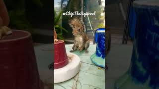 #ChipTheSquirrel