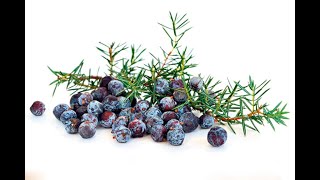 Čaj Od Plodova Smreke Kleke - Juniperus Communis