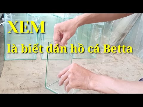 Hướng Dẫn dán hồ cá Betta dễ thao tác - tận dụng kiếng VE CHAI.