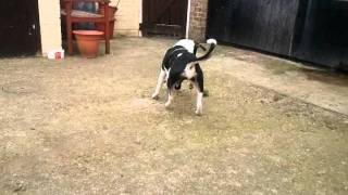 Petal My Staffy Cross At 5 Months