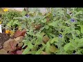 polytunnels