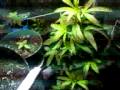 Marijuana grow tent (1)