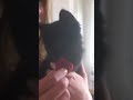 Kitten Licking A Strawberry